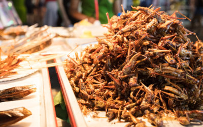 IS THE FUTURE OF PROTEIN INSECTS?